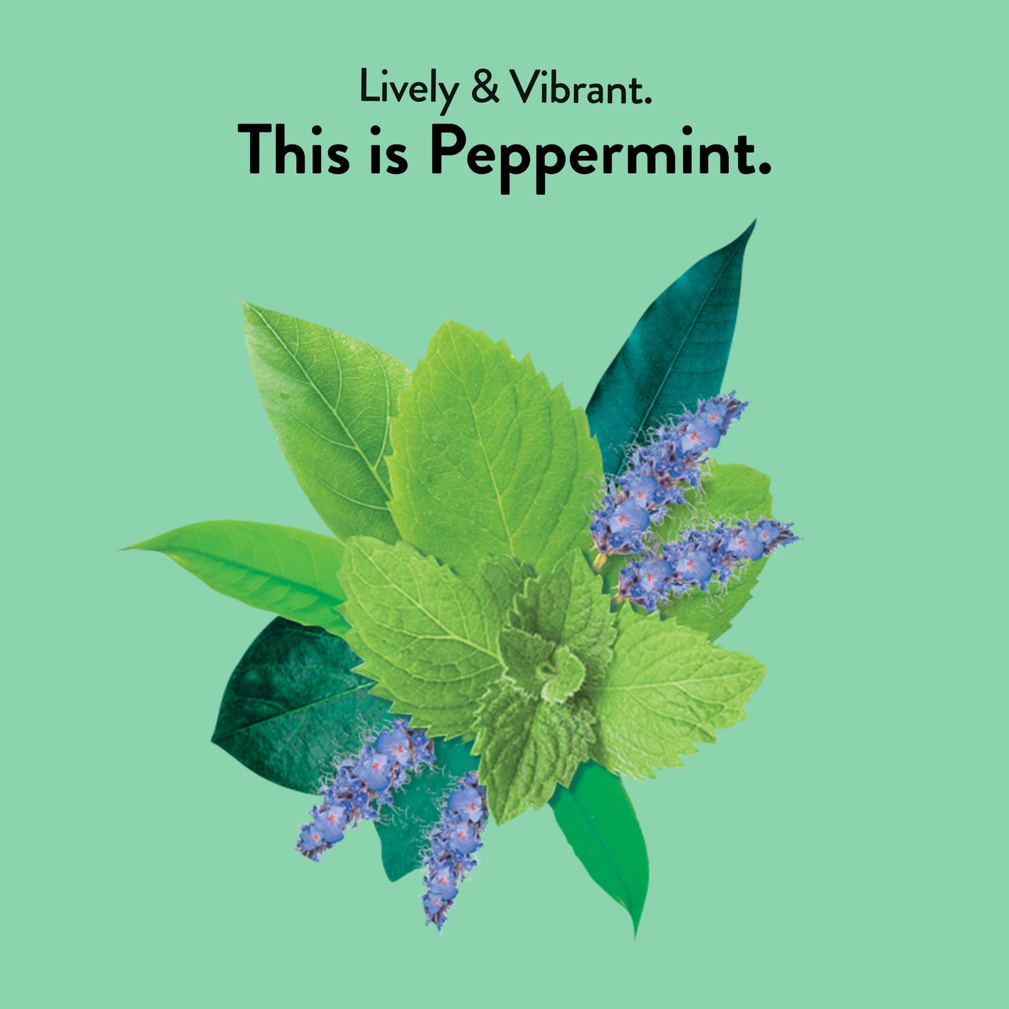 Choice Organic Teas Peppermint Herbal Tea - Caffeine Free - 48 Tea Bags - 16 Count (Pack of 3)