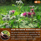 FRESHDRINKUS Burdock Root Tea Bags, 100% Natural, Vegan, 40 Tea Bags