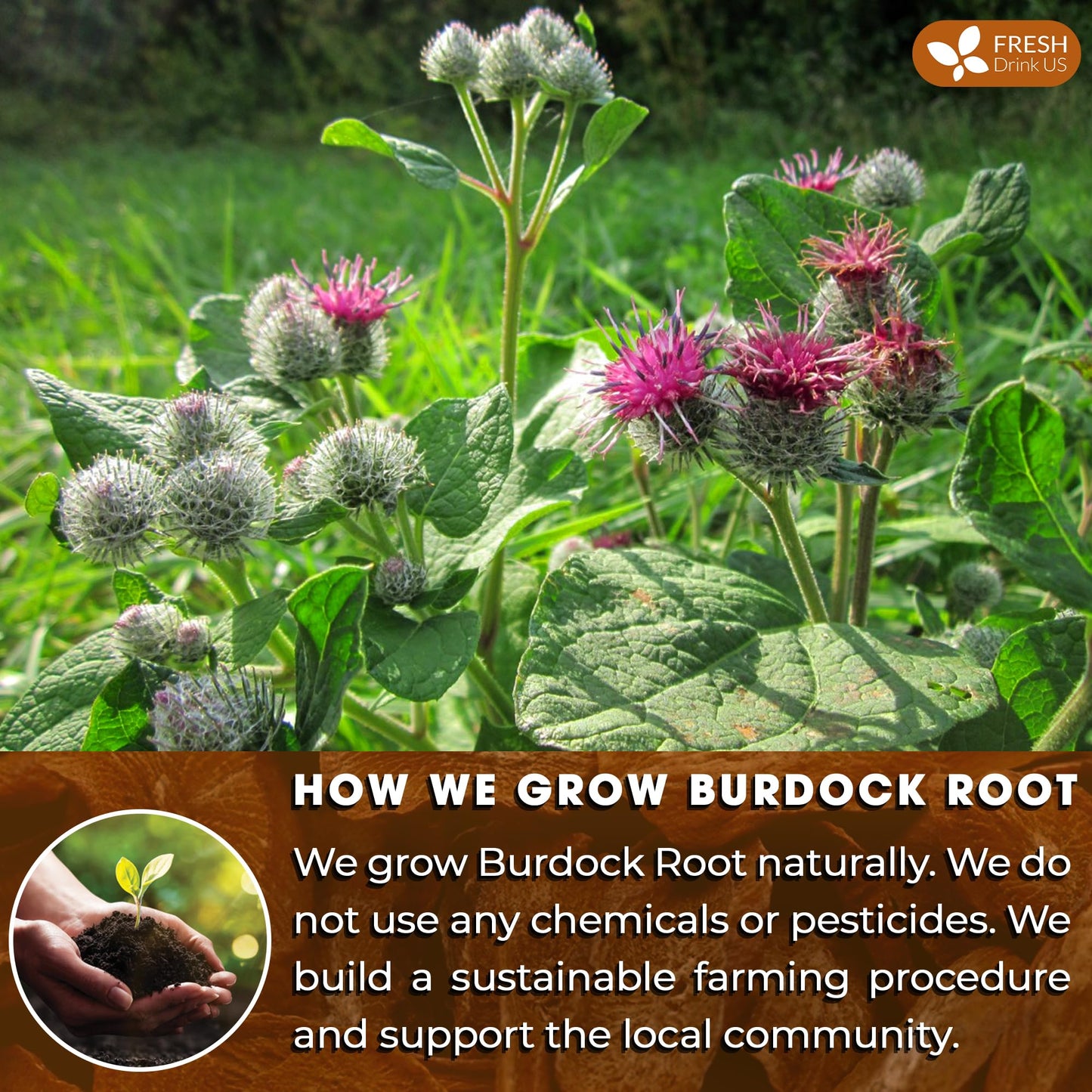 FRESHDRINKUS Burdock Root Tea Bags, 100% Natural & Pure, 75 Count, No Sugar, No Caffeine, Vegan