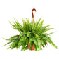 Shop Succulents Queen Fern Plant, Hanging Live Indoor Plant, Easy Care Hanging Trailing Houseplant In Nursery Pot, Air Purifying
