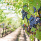 Naturegrail Whole Wine G  Seeds - 100% Natural Vitis Vinifera - 1.76oz (50g) - Kosher, Halal