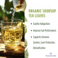 PICKNATURE Organic Dried Soursop Leaves | Antioxidant Herbal Tea  Caffeine-Free | Supports Digestion  Immunity & Detox | 1.76oz (100+ Cups)