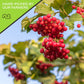 Nut Cravings Dry Fruits - Sun Dried Whole Cranberries, Lightly Sweetened (32Oz - 2 Lb) Packed Fresh In Resealable Bag - Sweet Sn