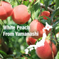 Japanese Mochi Candy Individually Wrapped, Momo White Peach Flavor, Plant-Based Kanten Agar Sweets 300G?Yamasan?