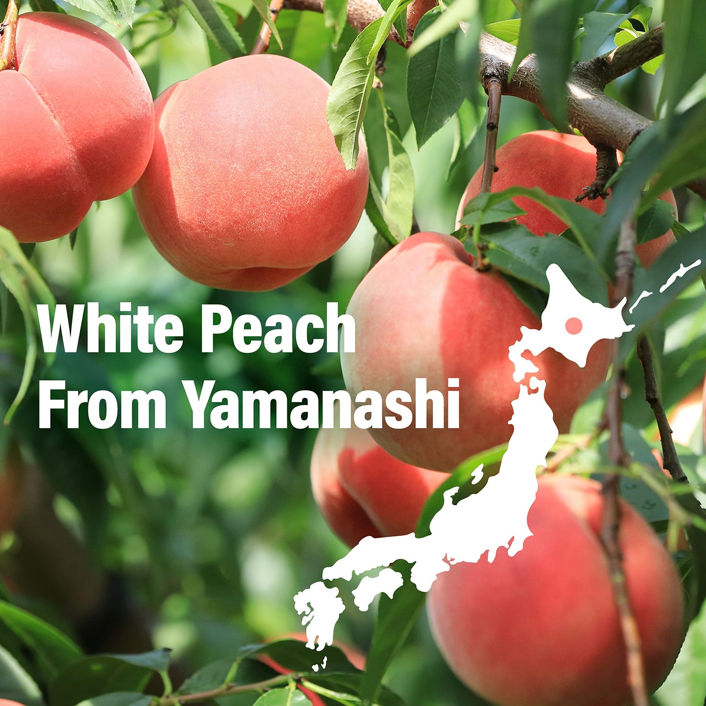 Japanese Mochi Candy Individually Wrapped, Momo White Peach Flavor, Plant-Based Kanten Agar Sweets 300G?Yamasan?