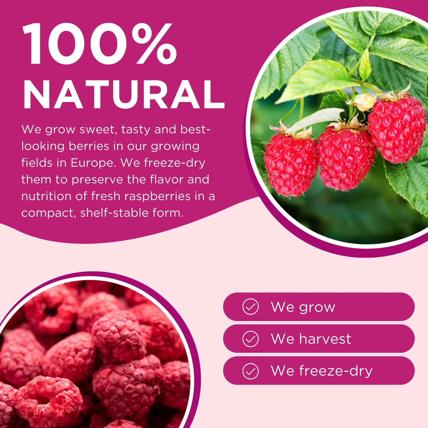 Summmer Freeze Dried Raspberries - 10 Packs - No Added Sugar Package - 8.8 Oz 100% Natural Candy, Fruit Snack For Kids & Adults