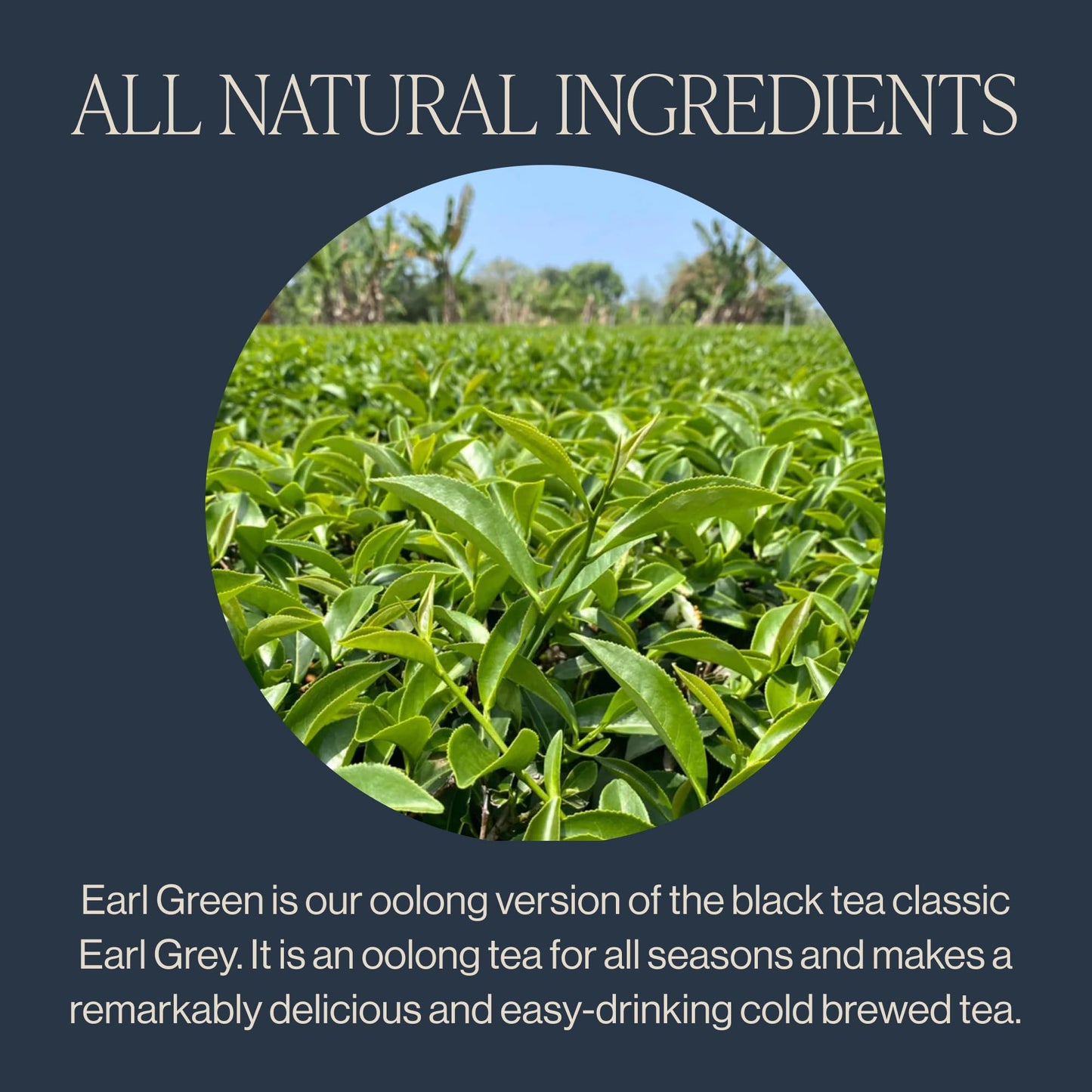 Rishi Tea Earl Japanese Green Tea with Bergamot, Organic, Low Caffeine, 15 Count Sachet Bags, Pack of 6