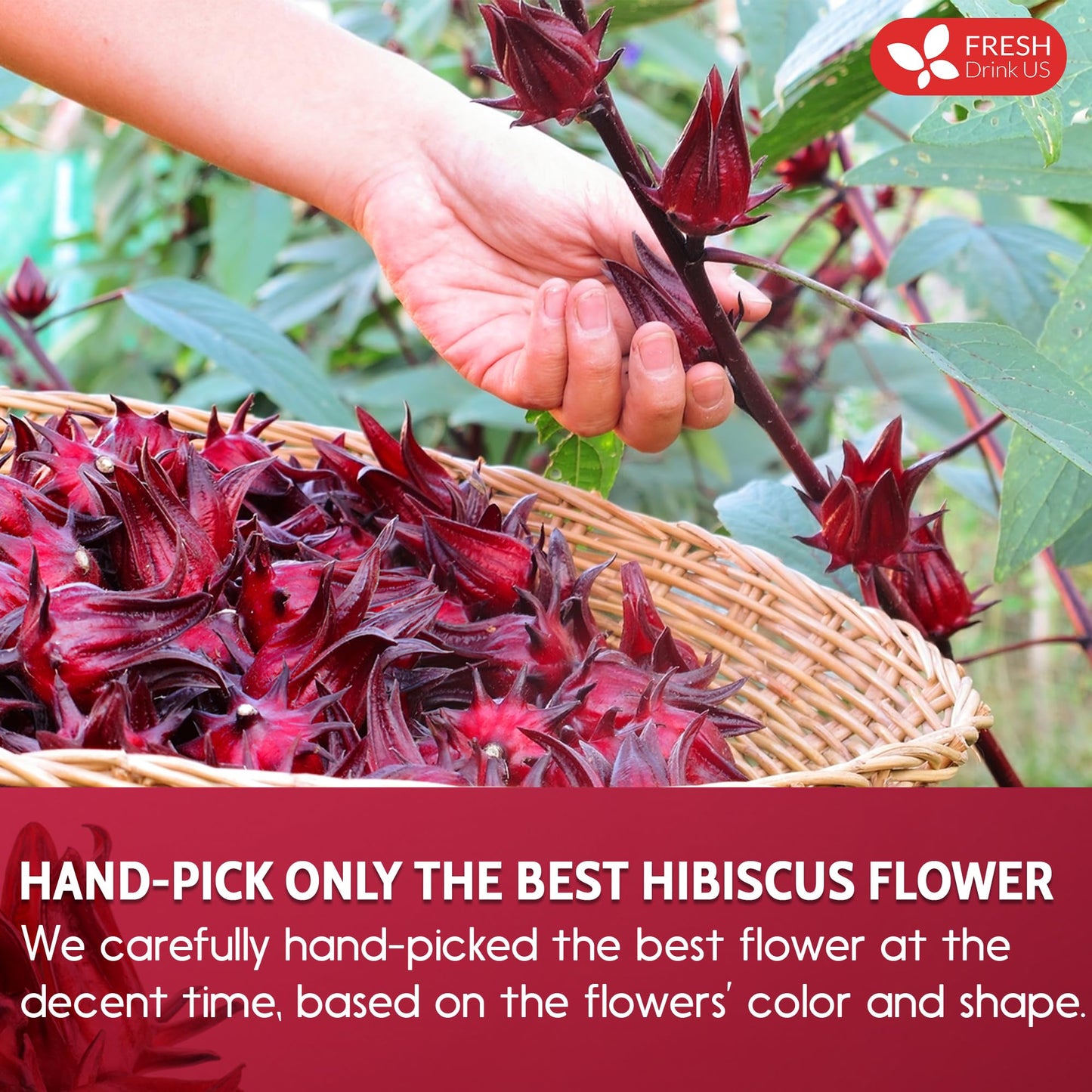 FRESHDRINKUS Hibiscus Flower Powder, 100% Natural, Vegan, 28oz