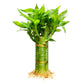 3 Stalks Lucky Bamboo Plants Indoor Live - Multi-Height Set (2x6 & 1x8   ) for Good Luck & Prosperity - Easy Care Houseplant, Ho