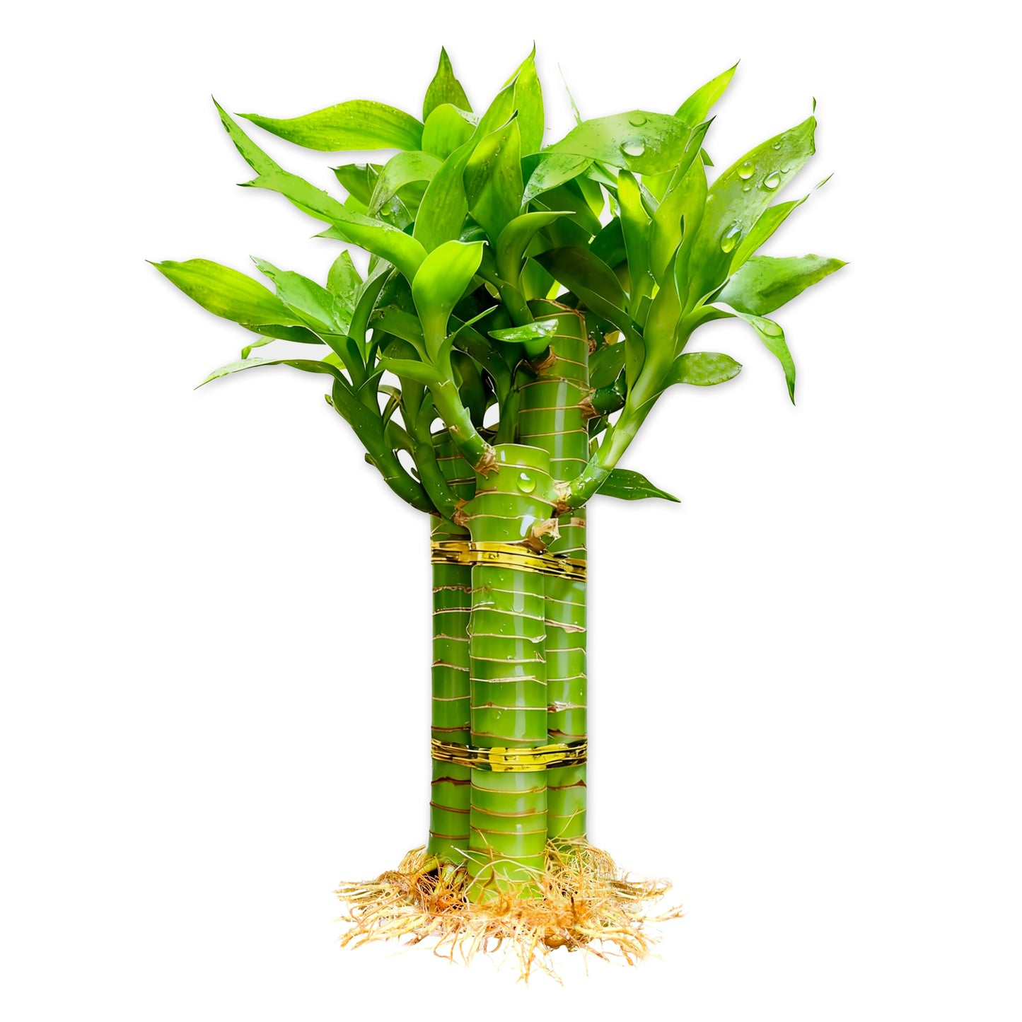 3 Stalks Lucky Bamboo Plants Indoor Live - Multi-Height Set (2x6 & 1x8   ) for Good Luck & Prosperity - Easy Care Houseplant, Ho