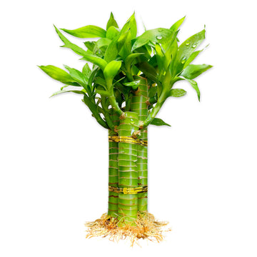 3 Stalks Lucky Bamboo Plants Indoor Live - Multi-Height Set (2x6 & 1x8   ) for Good Luck & Prosperity - Easy Care Houseplant, Ho