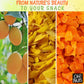 Dried Mango | 1 Lb - Sweetened Dried Fruit Diced | Dehydrated Fruit Bites | Packed In New York Zip-Seal Bag For Exceptional Freshness By Oh Nuts