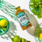 SevenTeas Organic Moroccan Mint Green Tea, Sugar Free, 16 Fl Oz Bottles, Pack of 12