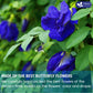 FRESHDRINKUS Butterfly Pea Flower Powder, 100% Natural, Vegan, 6.5oz (Pack of 1)