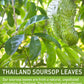Olvvla Premium Soursop Tea Bags - Caffeine-free, Non-GMO - 70 Count