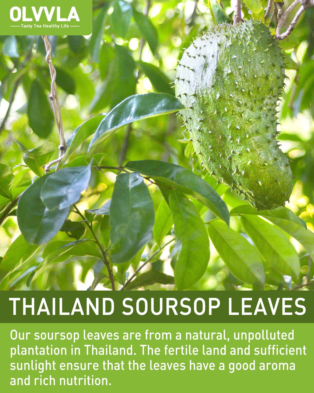 Olvvla Premium Soursop Tea Bags - Caffeine-free, Non-GMO - 70 Count