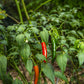 Small Axe Peppers Red Serrano Hot Sauce, 5 Oz - All Natural, Kosher, Non-Gmo, Community Garden Grown Ghost Pepper Gourmet Hot Sa