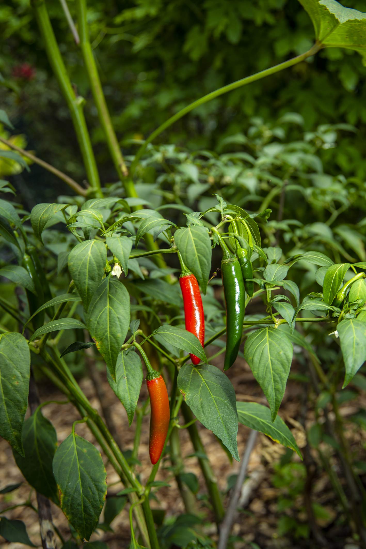 Small Axe Peppers Red Serrano Hot Sauce, 5 Oz - All Natural, Kosher, Non-Gmo, Community Garden Grown Ghost Pepper Gourmet Hot Sa