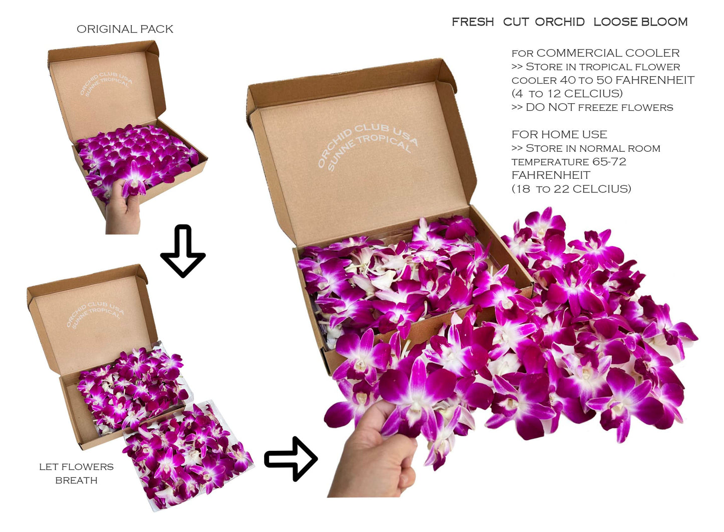 Sunne Tropical Fresh Orchid Loose Bloom Flowers 100 PURPLE for DIY Lei and Decorations