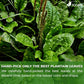 Plantain Leaf Tea Bags, 100% Natural & Pure Plantain Leaves. Loose Leaf Plantain Herbal Tea. Plantain Leaf Tea. No Sugar, No Caffeine, No Gluten, Vegan.