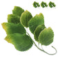 Global Sugar Art Rose Leaf Sugar Cake Flowers Spray, 3 Count, Green with Yellow