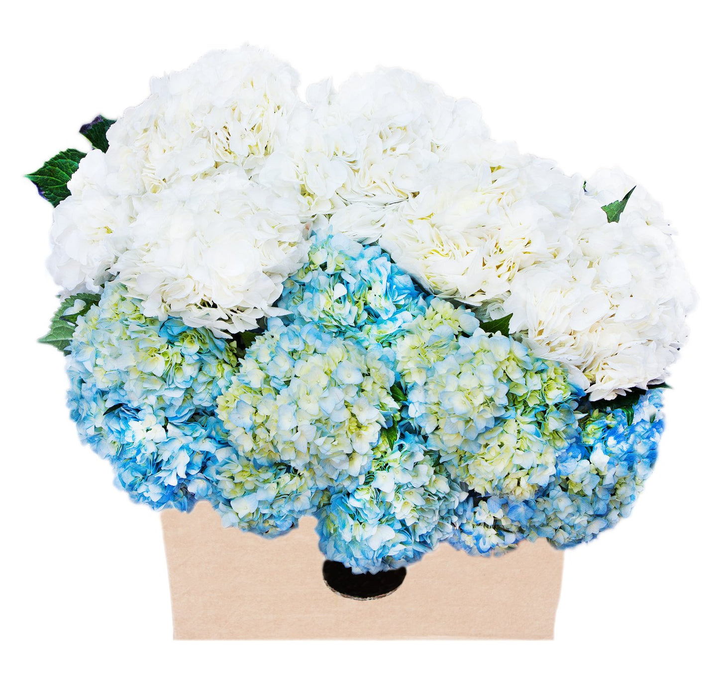 Farm2Door Flowers -Farm-Fresh Hydrangeas, 8 White and 7 Blue Hydrangeas without vase - Gift for Birthday, Sympathy, Anniversary, Thank You, Valentine, Mother’s Day Fresh Flowers