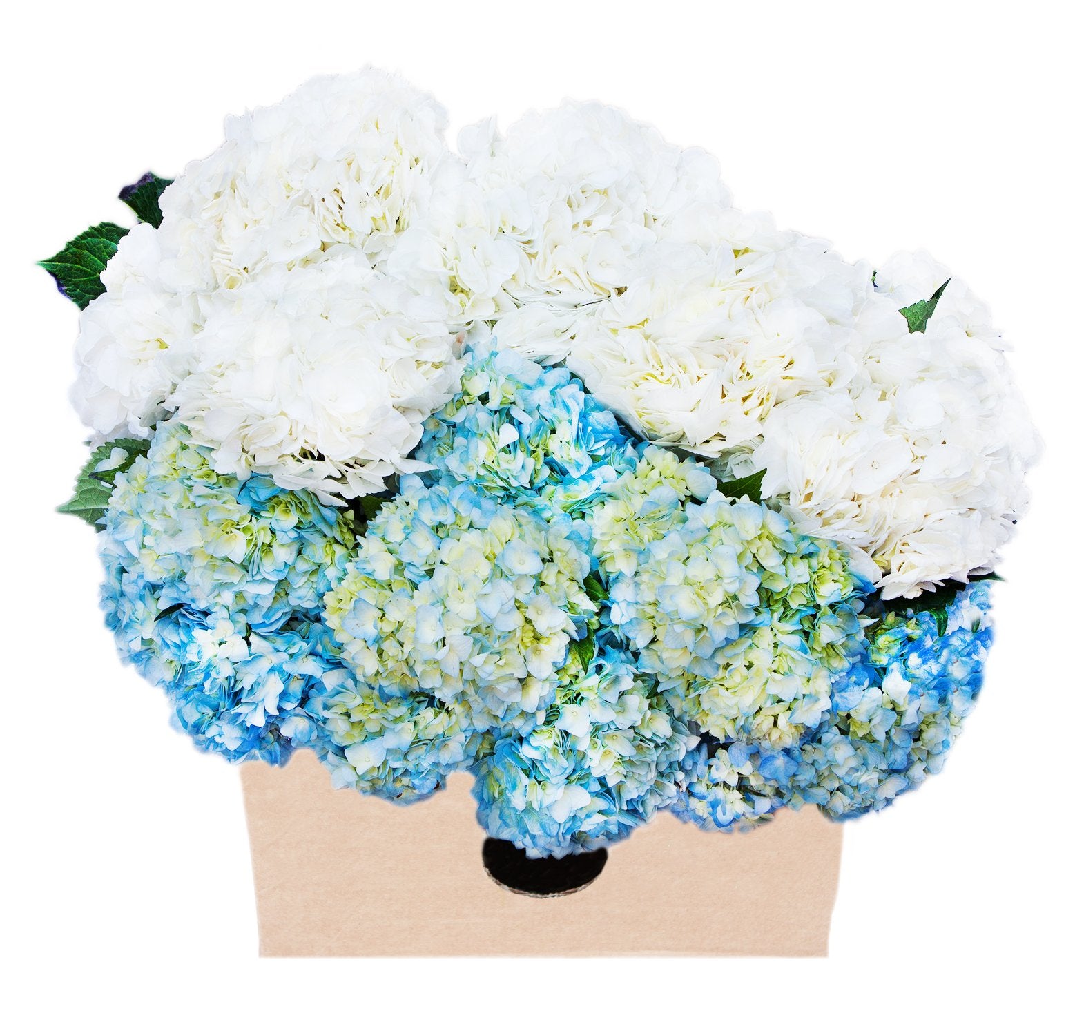 Farm2Door Flowers -Farm-Fresh Hydrangeas, 8 White and 7 Blue Hydrangeas without vase - Gift for Birthday, Sympathy, Anniversary, Thank You, Valentine, Mother’s Day Fresh Flowers