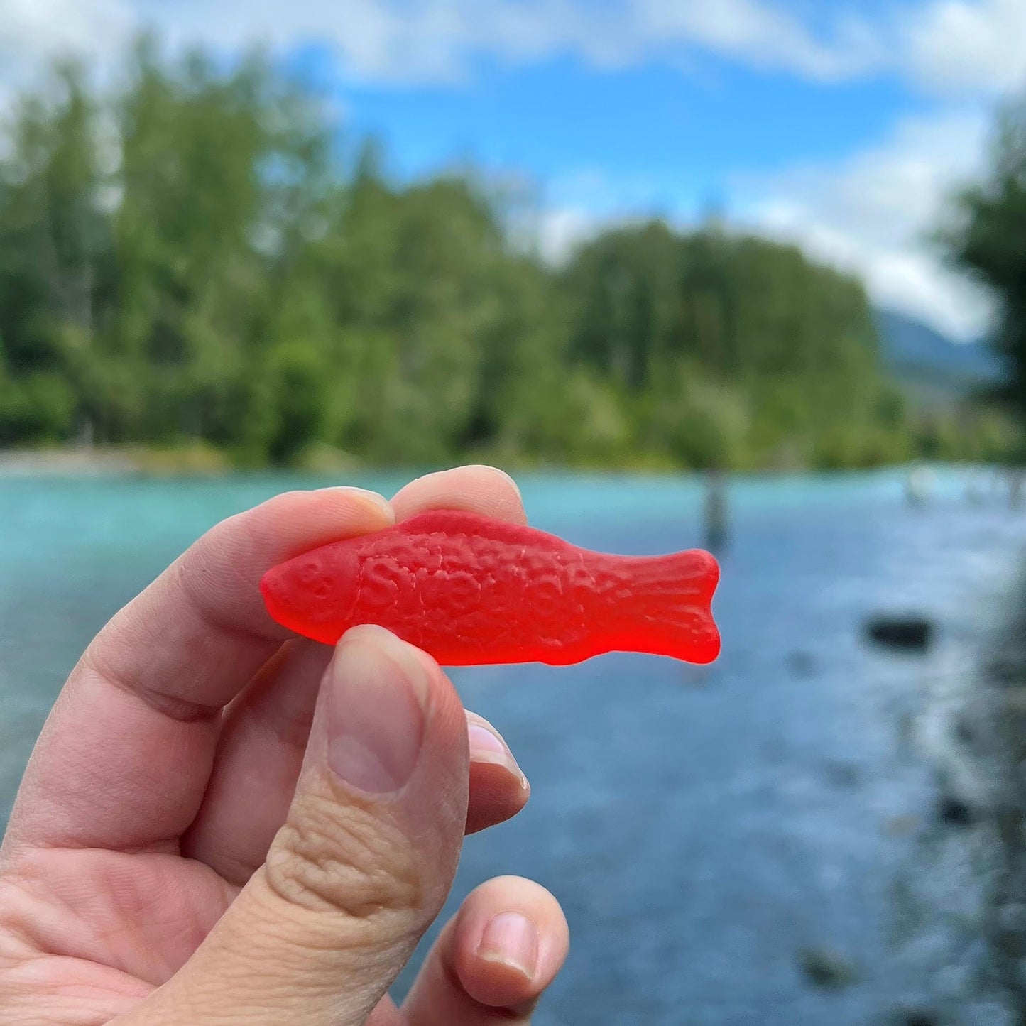Swedish Fish Flavor Candy, Pack of 12