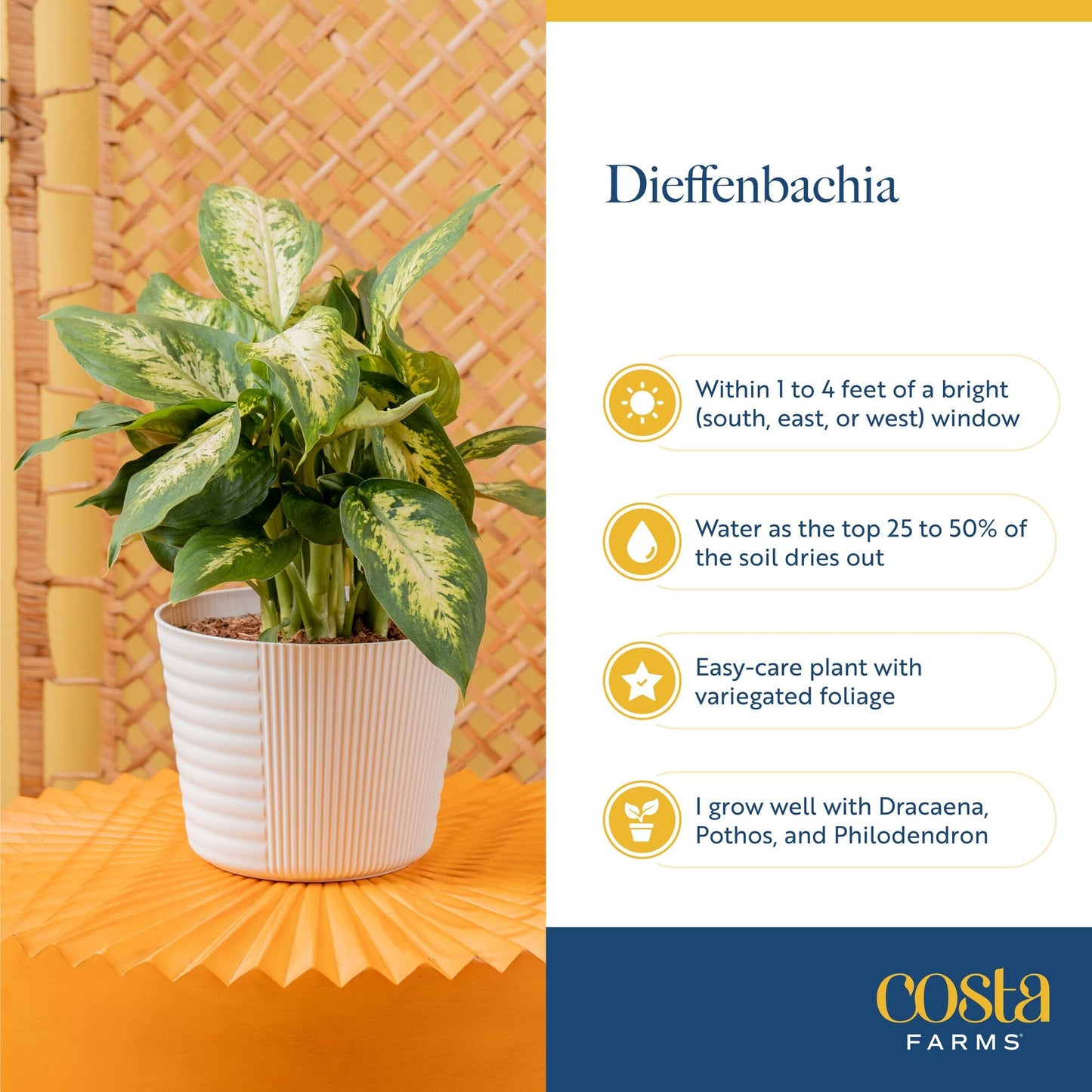Costa Farms Dieffenbachia, Dumb Cane Live Plant in Decorative Pot, Easy to Maintain Indoor Houseplant, Perfect for Home, Room, o