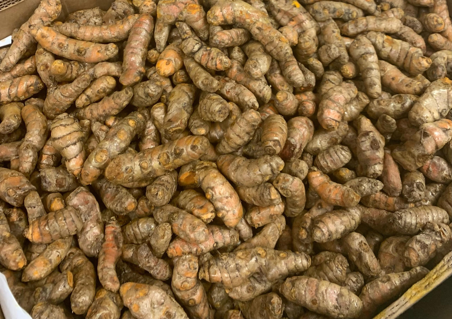 Fresh Yellow Turmeric Root - 1lb