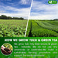 FRESHDRINKUS Premium Tulsi Green Tea Bags, 100% Natural, 55 Bags, Vegan