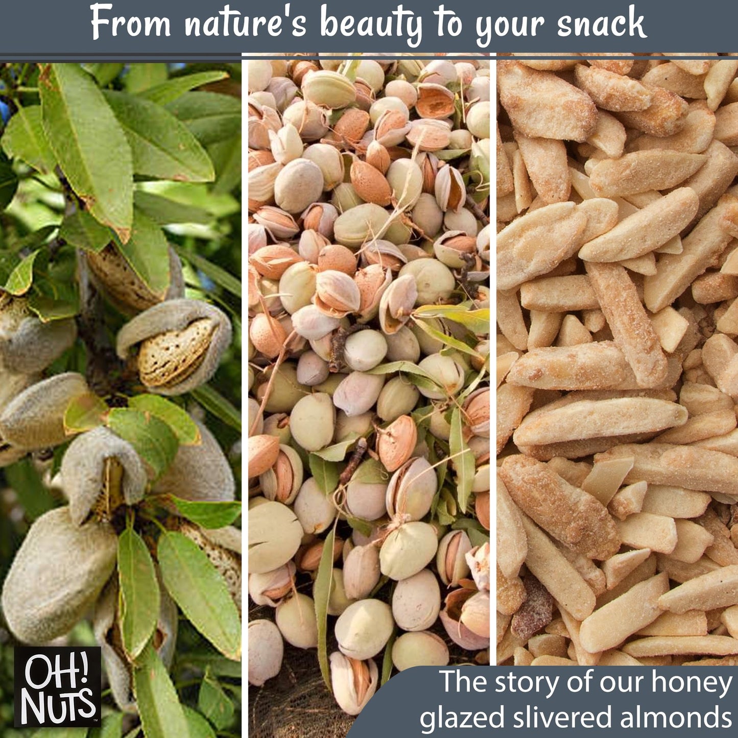 Oh! Nuts Almonds Honey Glazed Slivered - Raw - 100% Natural - 2 Lb - High-Protein Almond - Packed In New York Zip-Seal Bag For E