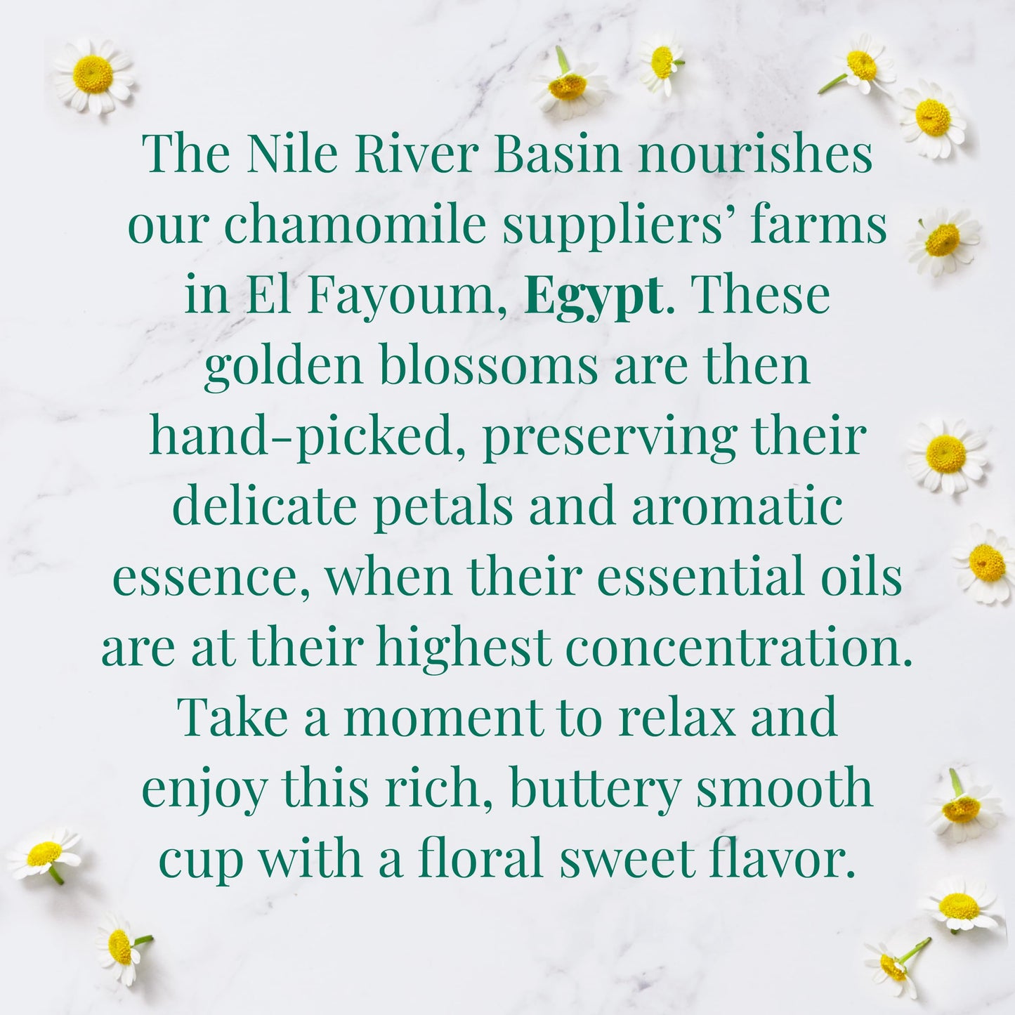 The Republic of Tea Organic Egyptian Chamomile Tea - 36 Herbal Tea Bags, Naturally Caffeine-Free