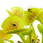 King Henry Venus Fly Trap Live Plant - Dionaea Muscipula By Wellspring Gardens - Carnivorous Plant - Indoor Plant - Unique Garde