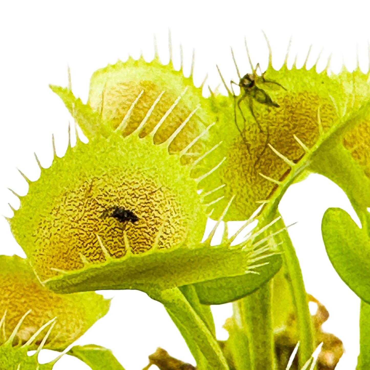 King Henry Venus Fly Trap Live Plant - Dionaea Muscipula By Wellspring Gardens - Carnivorous Plant - Indoor Plant - Unique Garde