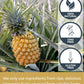 KAMVIVA Vietnams Freeze Dried Pineapple Fruit, 100g/3.5 Oz, 100% Natural, Pineapple Chunks, Bites, No Sugar Added, Non GMO, Glu
