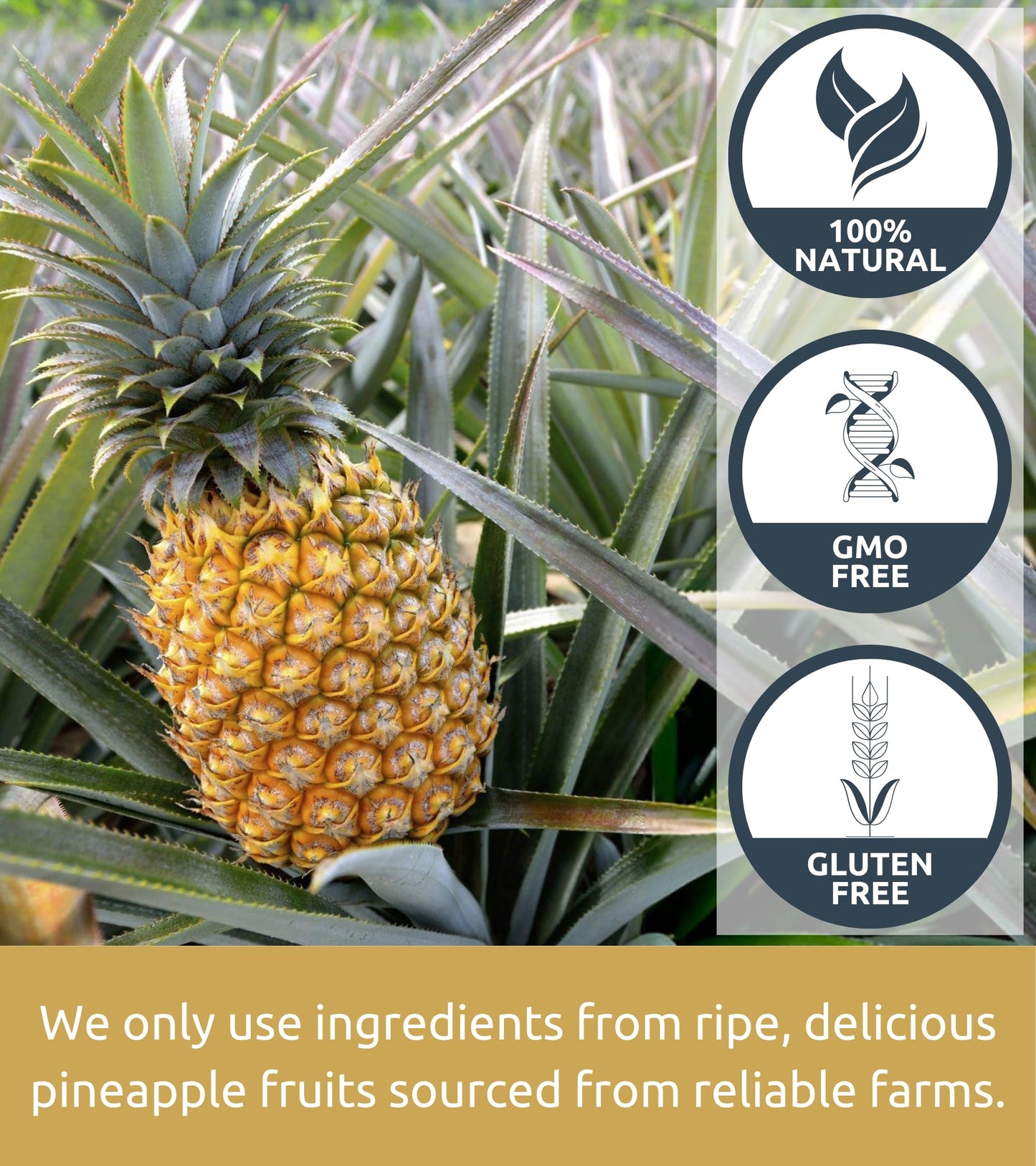 KAMVIVA Vietnams Freeze Dried Pineapple Fruit, 100g/3.5 Oz, 100% Natural, Pineapple Chunks, Bites, No Sugar Added, Non GMO, Glu