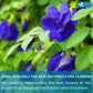 FRESHDRINKUS Butterfly Pea Flower Tea Bags, Caffeine-Free Herbal Tea, 100 Bags, Blue/Purple