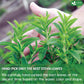 FRESHDRINKUS Natural Stevia Leaves Dried Leaf Tea, Zero Calorie Sweetener, 2.1oz, Vegan, No Additives, No Caffeine