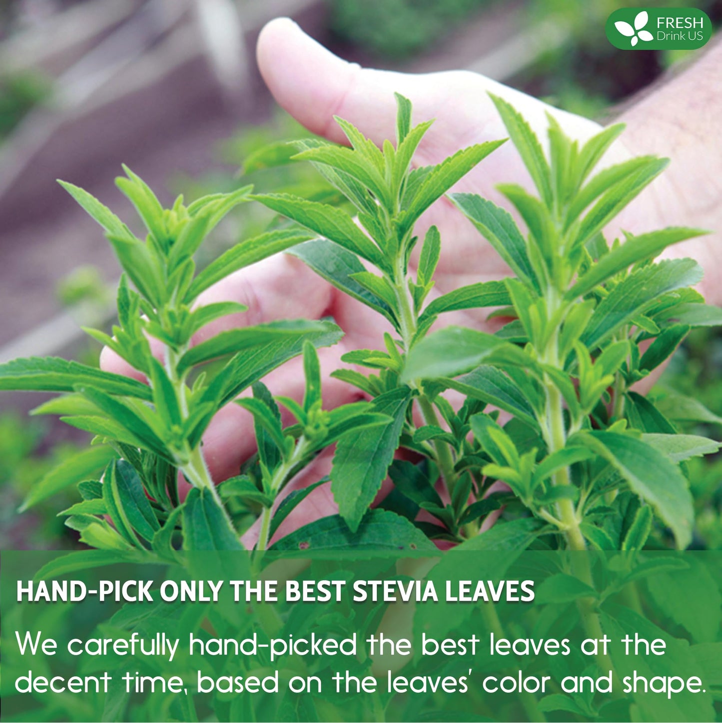 FRESHDRINKUS Premium Stevia Leaves, 100% Pure Dried, Zero Calorie Sweetener, 500 Count