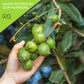 Nut Cravings - Roasted Macadamia Nuts - No Shell, (32Oz - 2 Lb) Bulk Nuts Packed Fresh In Resealable Bag - Healthy Protein Food