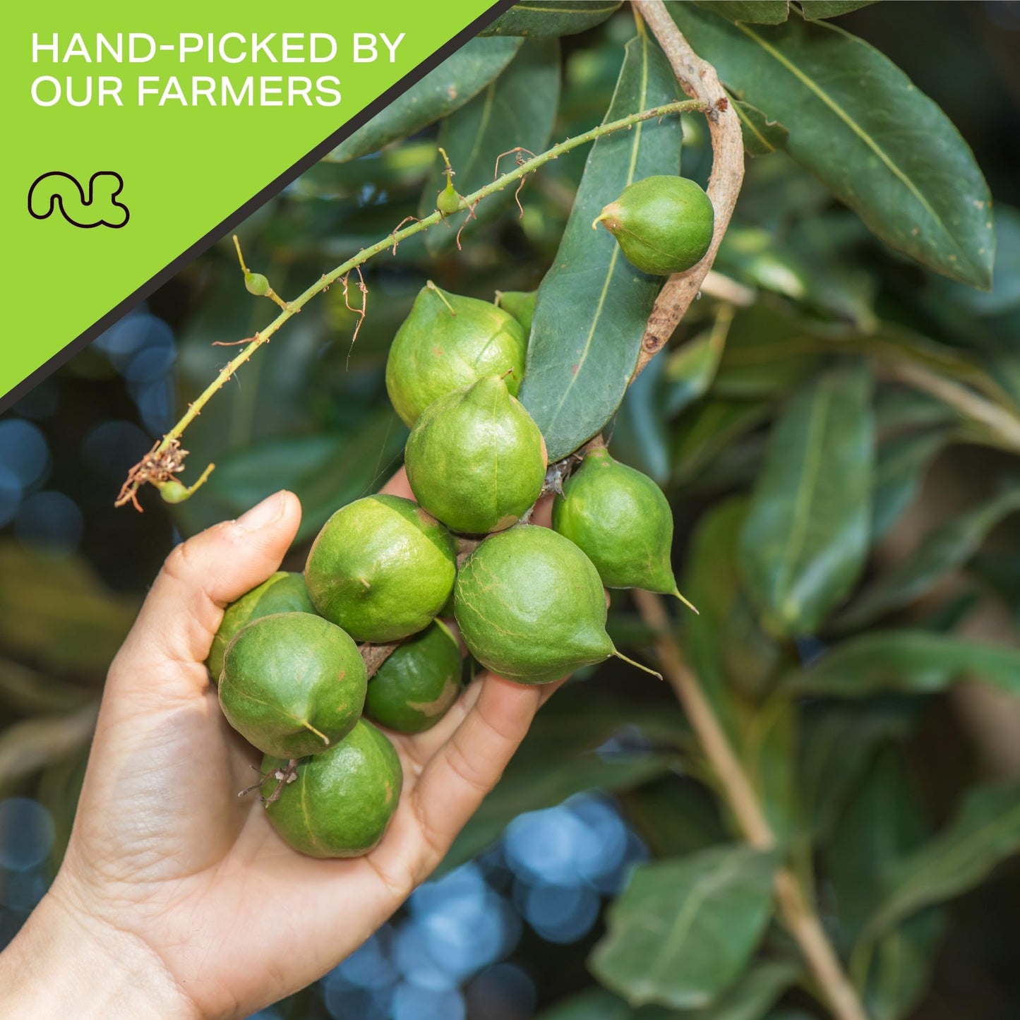 Nut Cravings - Roasted Macadamia Nuts - No Shell, (32Oz - 2 Lb) Bulk Nuts Packed Fresh In Resealable Bag - Healthy Protein Food