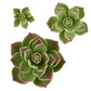 Global Sugar Art Succulents Parva Assortment Sugar Cake Flowers, 3 Count, Green Parva