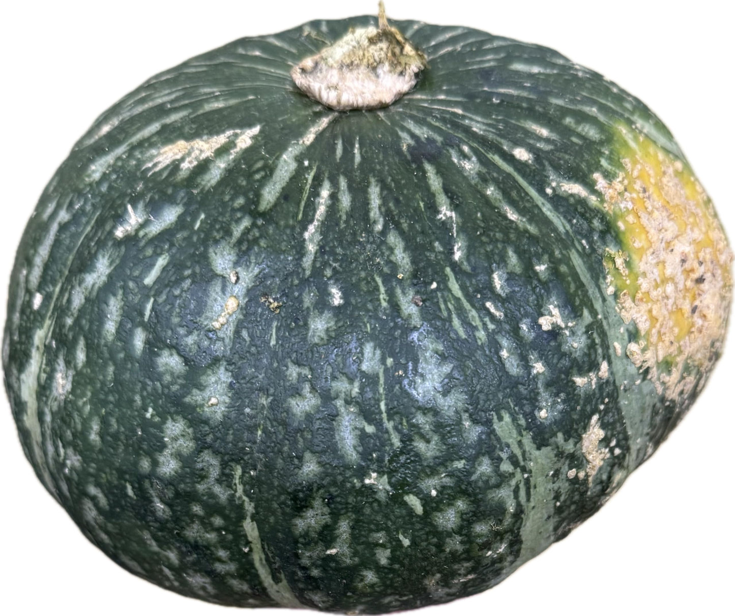 Fresh Whole Kabocha Squash - 2 lbs Approx, Japanese Pumpkin for Soups, Roasting, Tempura and More