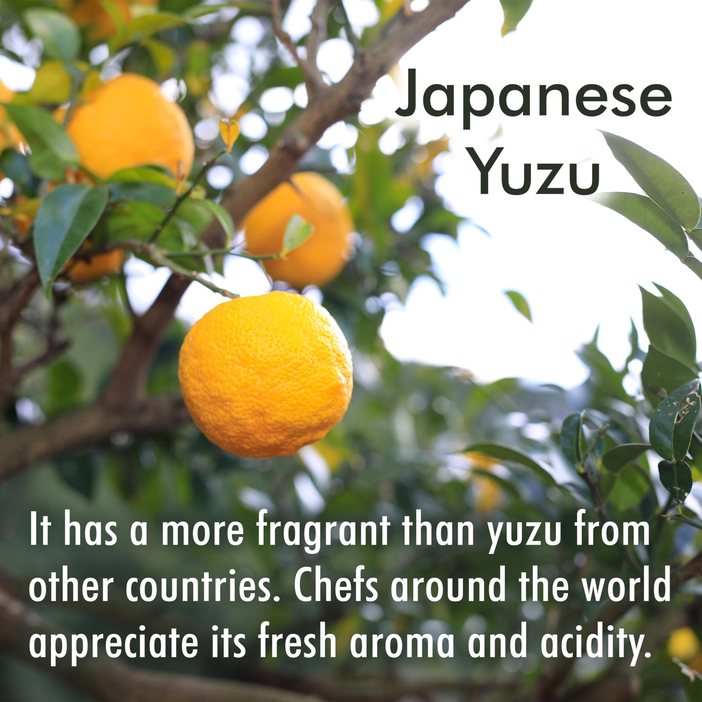 chaganju Yuzu Juice 100% Japanese Authentic, Natural Pure Flavor with No Additives, Vegan, Refreshing Aroma and Citrusy Flavor P