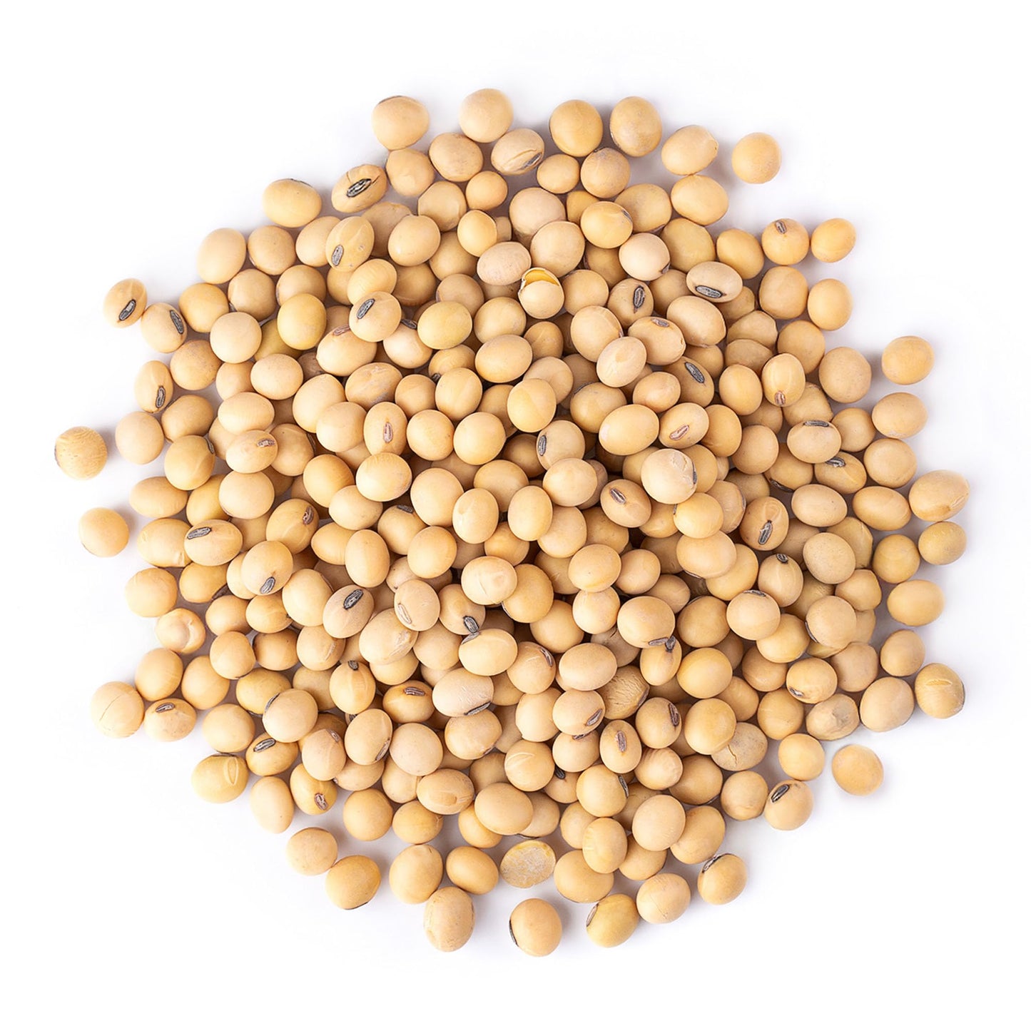 Food to Live Organic Soybeans, 12 Ounces - Dry Soy Beans, Pure and Natural, Nutritious Snack, High-Protein, Perfect for Soy Milk