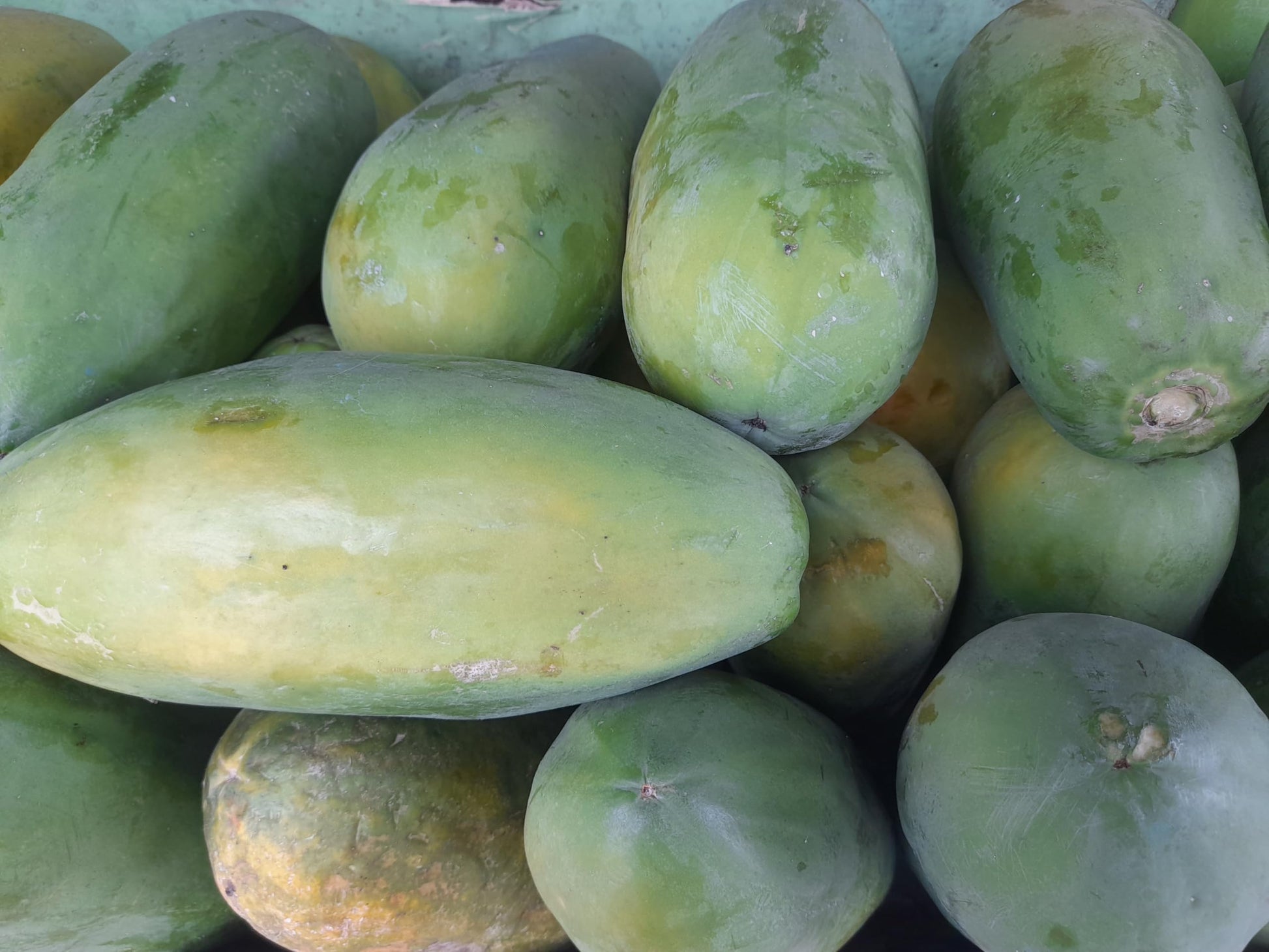Organic Fresh Green Papayas by RawJoy Farms