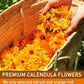 Olvvla Natural Calendula Flowers Tea Bags - Caffeine-free Herbal Tea - 50 Count - Non-GMO - Rich in Antioxidants