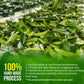 FreshDrinkUS  330-350 enhanced Soursop Dried Leaves Tea  115 Cups  Hojas De Guanabana Whole Leaves  Wildcrafted  Graviola  Soursop  Guanabana Tea  Loose Leaf Herbal Tea  Gluten/Sugar/Caffeine Free