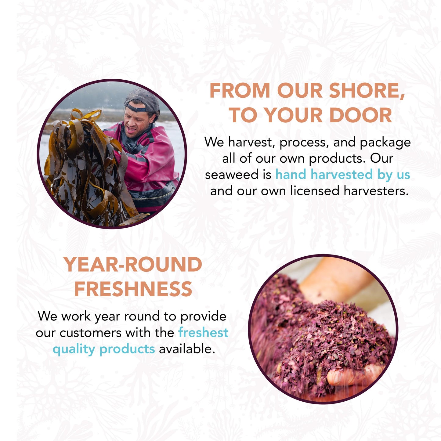 Vitaminsea Bladderwrack Dried Seaweed | Wild North Atlantic Seaweed For Snacking, Seasoning, Soups & Salads | Rich In Vitamins,